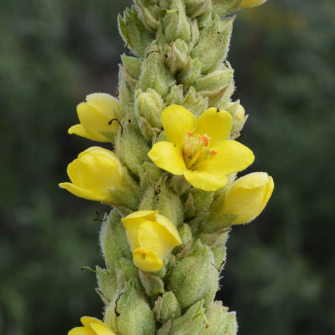 Mullein & Ginger Tea