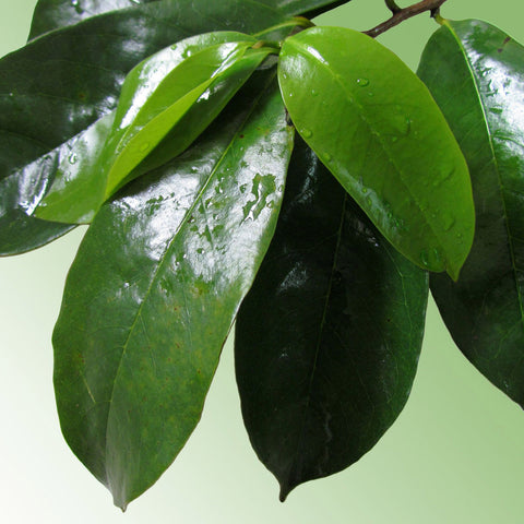 Soursop tea