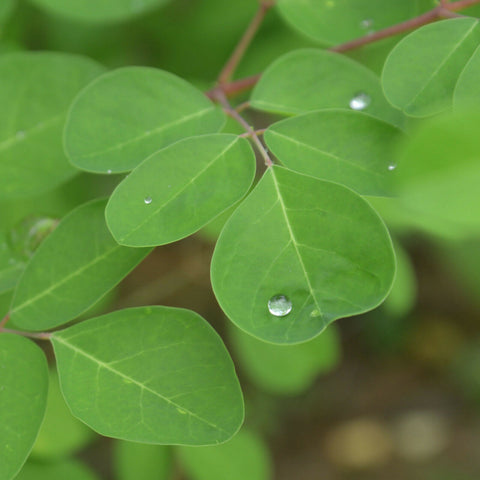 Moringa Leaves Dried