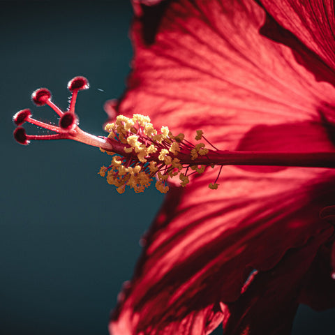 Hibiscus Peppermint Tea Bags