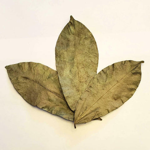 Graviola Soursop Leaves